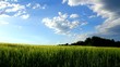 Vidéo : Young barley on the field in mild wind. Young barley on the field in mild wind.