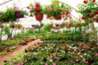 greenhouse flower growing