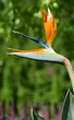 Photo: Strelitzia flower Strelitzia flower