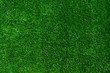 Background of a green grass
