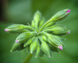 Photo: Flower buds of geranium (Pelargonium hortorum) Flower buds of geranium (Pelargonium hortorum)