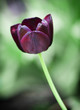 Photo: Flowering black tulip Flowering black tulip