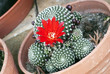 Photo: Flower of cactus rebutia deminuta Flower of cactus rebutia deminuta