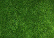 Texture green lawn
