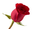 Beautiful red roses isolated on white background
