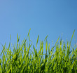 grass and sky