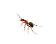 Ant on white