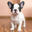French bulldog puppy