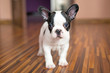 French bulldog puppy
