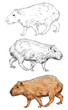 Capybara