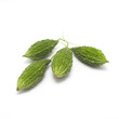 Balsam apple
