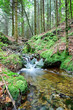 Forest stream at autumn day