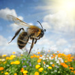 Foto: Bee flying over colorful flower field Bee flying over colorful flower field