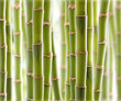 Bamboo Jungle