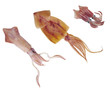 Squid different