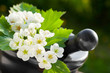 mortar with blossom hawthorn, herbal medicine