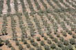 Aerial view of olive groves, Spain