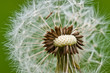 Photo: Pusteblume Pusteblume