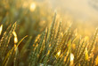 Rays of the setting sun over the young wheat field