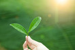 Photo: hand holding tea leaf and sunrise background hand holding tea leaf and sunrise background