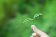 Photo: hand holding tea leaf and tea garden background hand holding tea leaf and tea garden background