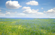 Blue cornflowers in the field.