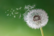 Dandelion clock in morning mist