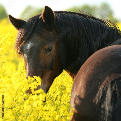 Photo: Ponyblick im Raps Ponyblick im Raps