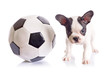 Photo: French bulldog puppy with soccer ball over white French bulldog puppy with soccer ball over white