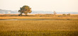 Lone Tree in Golden Light on Marsh