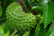 Île de la Réunion - Fruits