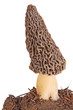 Gray morel mushroom and substrate isolated on white