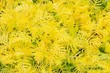 yellow decorative maple leafs background