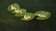 leaves of water lilies on water