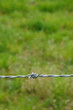 vertical picture of barbed wire in meadow