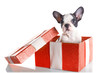 Photo: Adorable French bulldog puppy in present box isolated over white Adorable French bulldog puppy in present box isolated over white