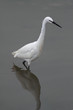 White egret