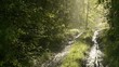 Video: Morgenstimmung im Wald Morgenstimmung im Wald