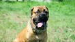 junior puppy bullmastiff sitting outside in the park. dog 10 mon