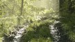 Video: Morgenstimmung im Wald Morgenstimmung im Wald