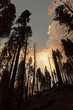 Mariposa Grove and the Giant Sequoia trees
