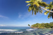 cocotiers sur plage des Seychelles
