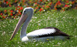 Pelikan auf die  Blumenwiese