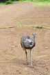 Ostrich