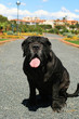 Mastiff.