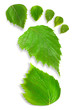 Leaf Footprint