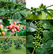coffee tree.