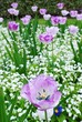 flowers in a botanical garden