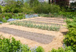 Vegetable Garden in early spring