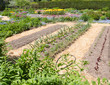 Vegetable Garden in early spring